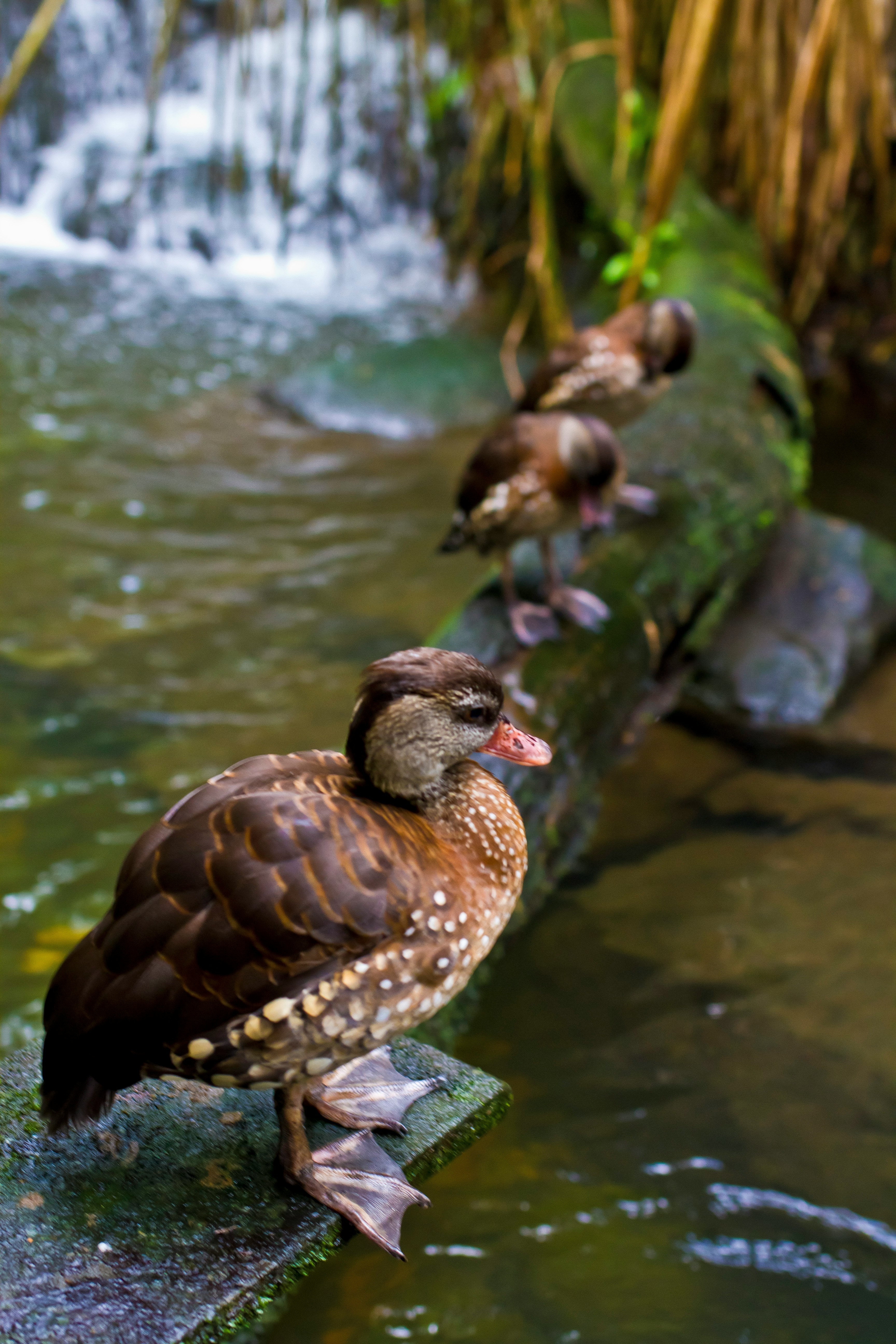 brown duck on water during daytime